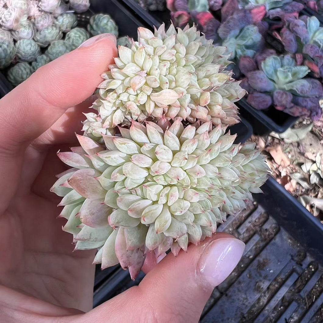 Echeveria tippy cristata Rare Succulent Imported from Korea Live Plant Live Succulent Cactus