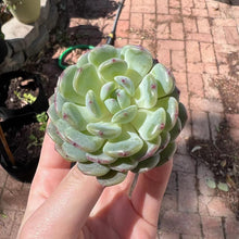 Load image into Gallery viewer, Echeveria white farm Rare Succulent Imported from Korea Live Plant Live Succulent Cactus
